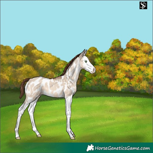 Horse Color:Sable Champagne Dun Sabino Splash Appaloosa 