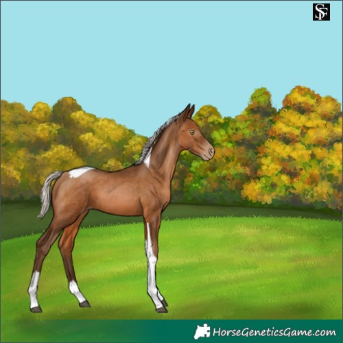 Horse Color:Gray Silver Bay Pearl Tobiano