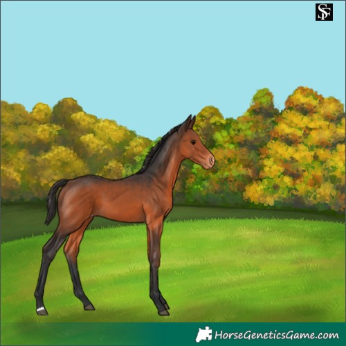 Horse Color:Brown Appaloosa 