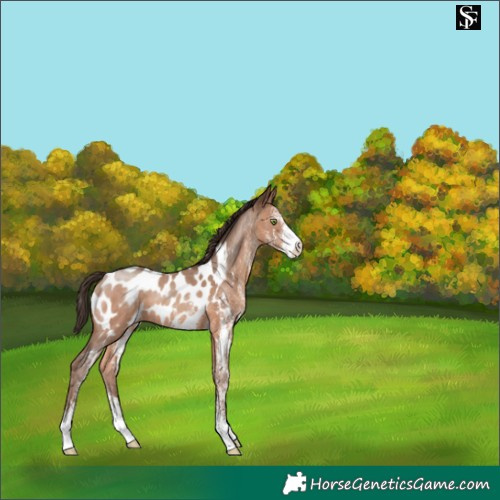 Horse Color:White Spotted Sable Champagne Appaloosa 