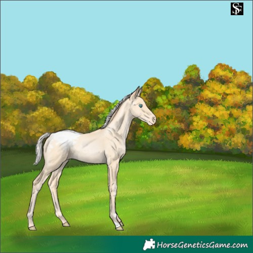 Horse Color:Silver Amber Cream Champagne Pearl Appaloosa 
