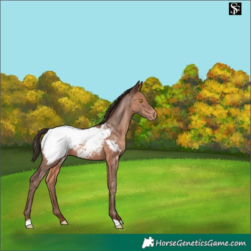 Horse Color:Sable Champagne Appaloosa 