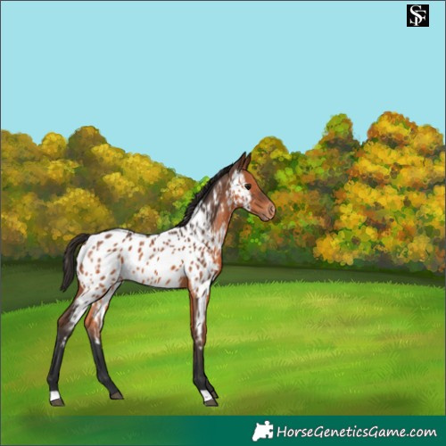 Horse Color:Bay Appaloosa 