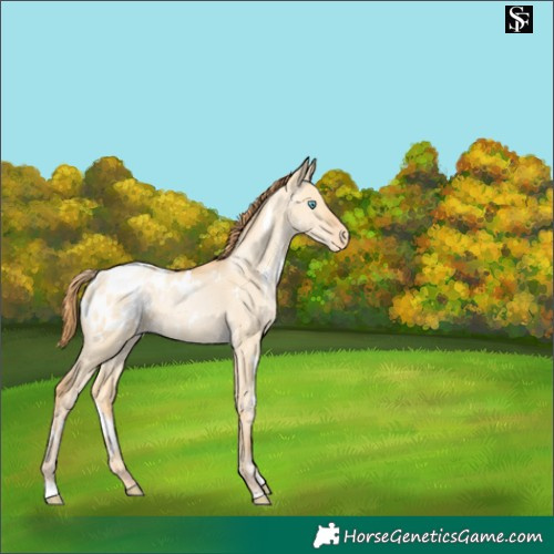 Horse Color:White Spotted Buckskin Pearl Dun Appaloosa 