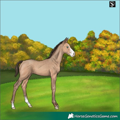 Horse Color:Amber Champagne Sabino 