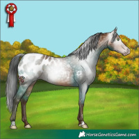 Horse Color:Gray Amber Champagne Appaloosa Rabicano
