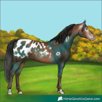 Horse Color:Gray Amber Champagne Appaloosa Rabicano