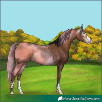 Horse Color:Gray Amber Champagne Rabicano 