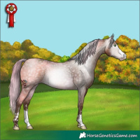 Horse Color:Gray Amber Champagne Rabicano 