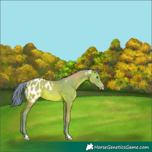 Horse Color:Gray Watercolor Amber Champagne Appaloosa Rabicano 