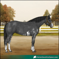 Horse Color:Liver Chestnut Sabino 