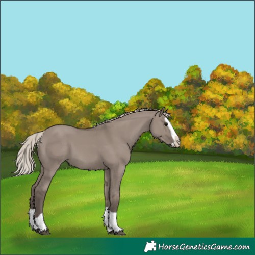 Horse Color:Silver Grullo Splash 