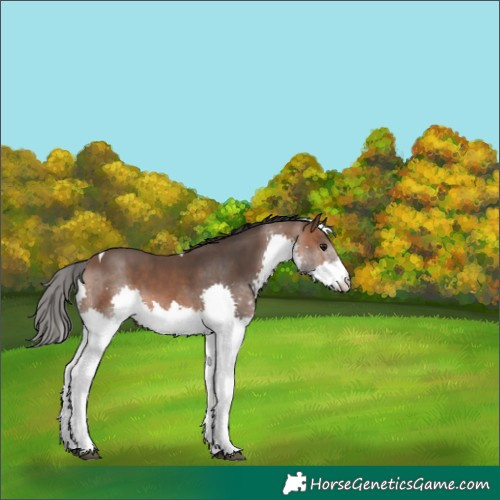 Horse Color:Bay Splash Tobiano 