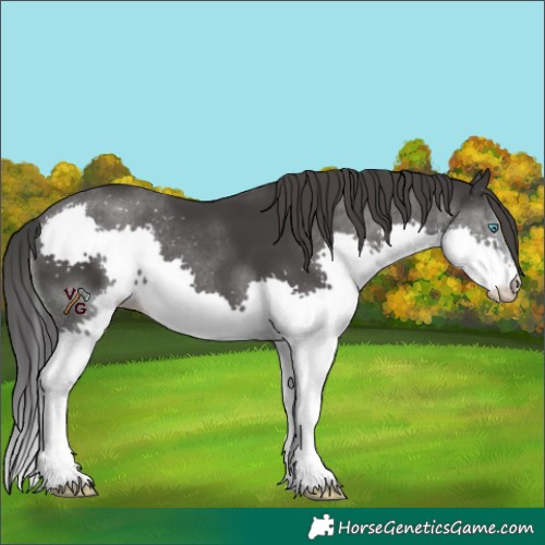 Horse Color:Black Splash 