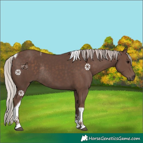 Horse Color:Silver Black Tobiano Rabicano