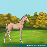 Horse Color:Silver Classic Champagne Splash 