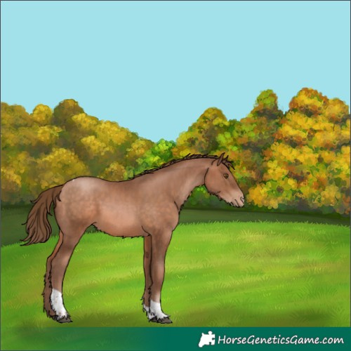 Horse Color:Brown Pearl Tobiano 