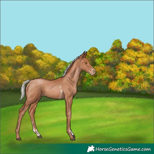 Horse Color:Silver Black Pearl Sabino 