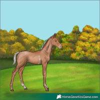 Horse Color:Silver Black Pearl Sabino 