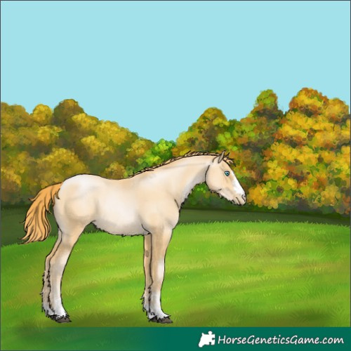 Horse Color:Buckskin Pearl 