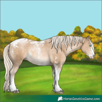 Horse Color:Chocolate Palomino Pearl Sabino Tobiano 