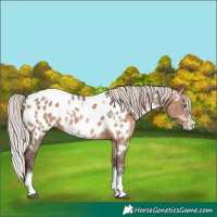 Horse Color:White Spotted Silver Brown Dun Sabino Splash Near Leopard 