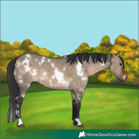 Horse Color:White Spotted Brown Dun 