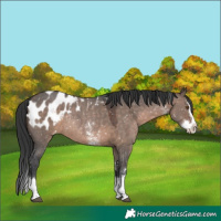 Horse Color:Brown Dun Sabino Splash Appaloosa Rabicano
