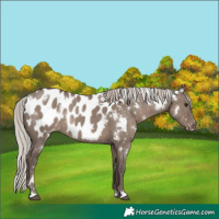 Horse Color:White Spotted Silver Grullo Blanket Rabicano 