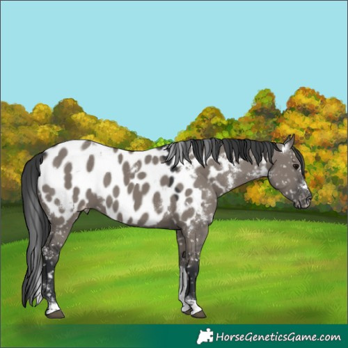 Horse Color:White Spotted Grullo Tobiano Appaloosa