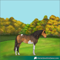 Horse Color:Buckskin Tobiano 