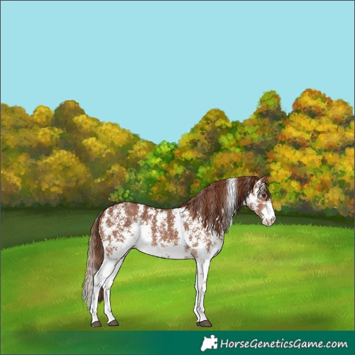 Horse Color:Chestnut Sabino 