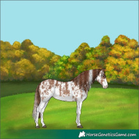 Horse Color:Chestnut Sabino