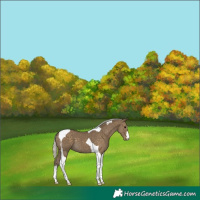 Horse Color:Silver Smoky Black Tobiano 