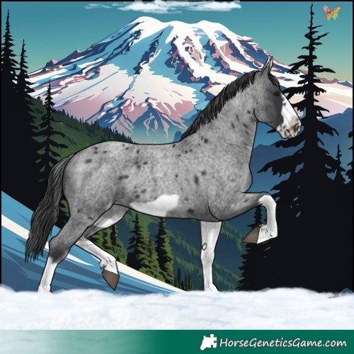 Horse Color:White Spotted Blue Roan Splash Frame Appaloosa 
