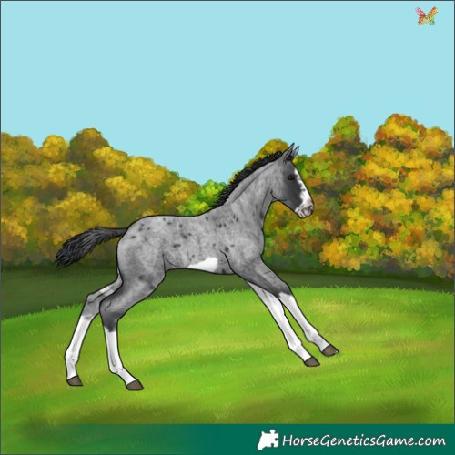 Horse Color:White Spotted Blue Roan Splash Frame Appaloosa