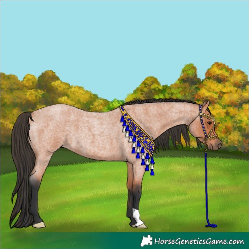Horse Color:Bay Roan