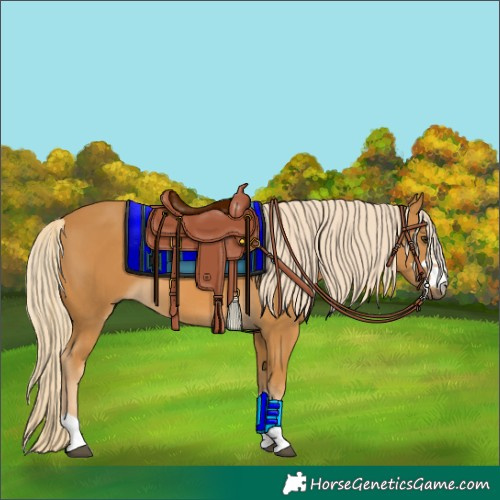 Horse Color:Palomino