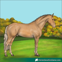 Horse Color:Palomino Appaloosa 