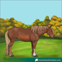Horse Color:Chestnut 