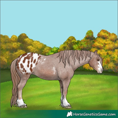 Horse Color:Chestnut Appaloosa