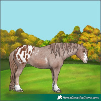 Horse Color:Chestnut Appaloosa