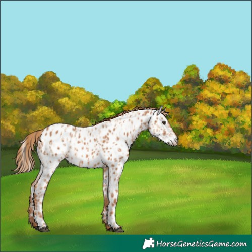 Horse Color:Red Dun Appaloosa and Chestnut Appaloosa