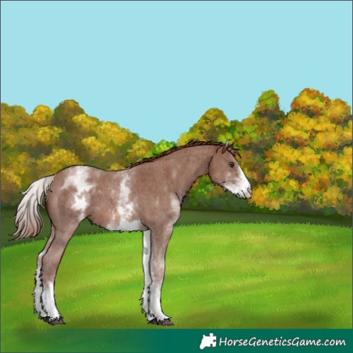 Horse Color:White Spotted Chestnut Sabino