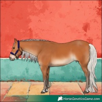 Horse Color:Silver Bay 