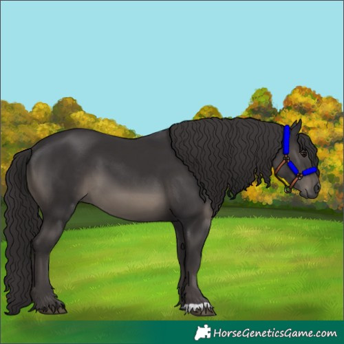 Horse Color:Smoky Black 