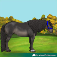 Horse Color:Smoky Black 