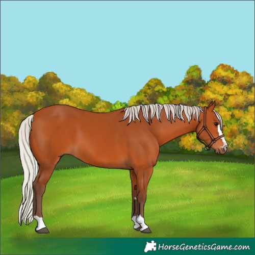 Horse Color:Silver Bay