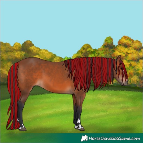 Horse Color:Painted Bay 