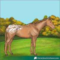 Horse Color:Chestnut Appaloosa 